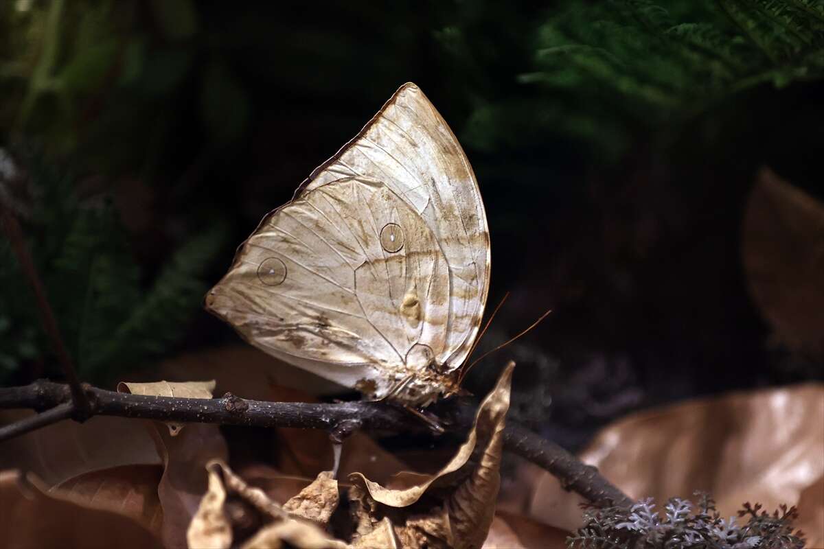 Şebi Arus için gelenler Konya’nın ünlü mekanında huzur bulacak 3